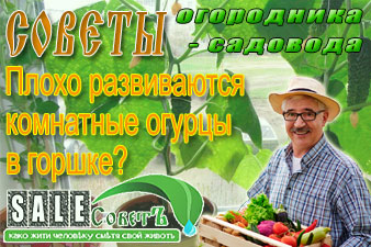 Почему плохо развиваются комнатные огурцы в горшке?
