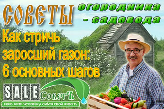 Как стричь заросший газон: 6 основных шагов