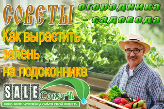 Как вырастить зелень на подоконнике