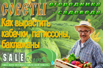 Как вырастить кабачки, патиссоны, баклажаны