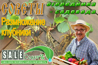 Размножение клубники