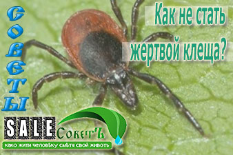 Как не стать жертвой клеща?
