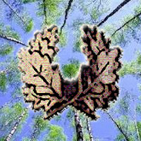 Лесники вместо чиновников